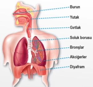 Lokman Hekim Universitesi